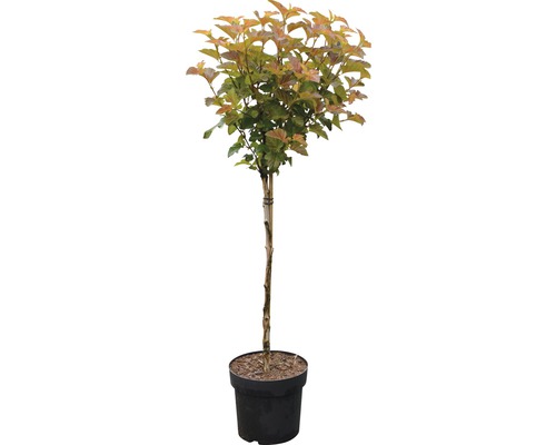 Blaasspirea als bolboom in pot