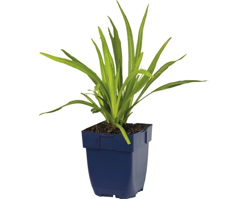 Daglelie in pot