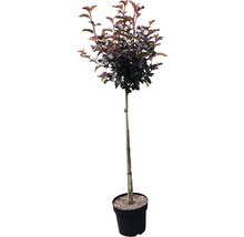 Sierappelboom in pot