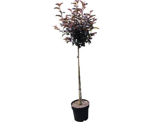 Sierappelboom in pot