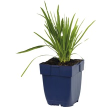 beekpunge in pot