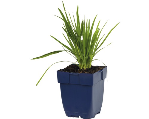 beekpunge in pot