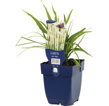 Liatris in een pot