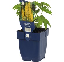 Ligularia przewalskii plant in pot