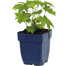 Plant in pot