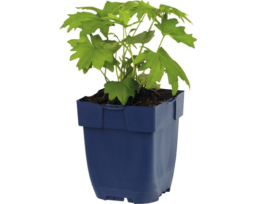 Plant in pot