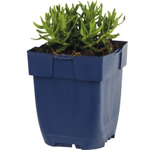 Groene plant in kunststof pot