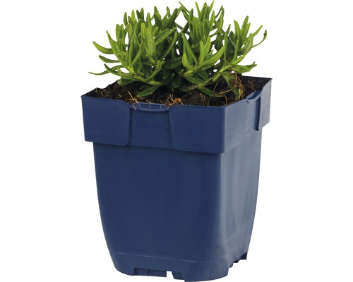 Groene plant in kunststof pot