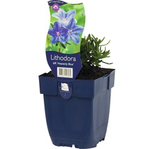 Lithodora Heavenly Blue plant in pot