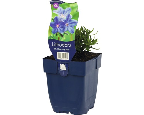 Lithodora Heavenly Blue plant in pot