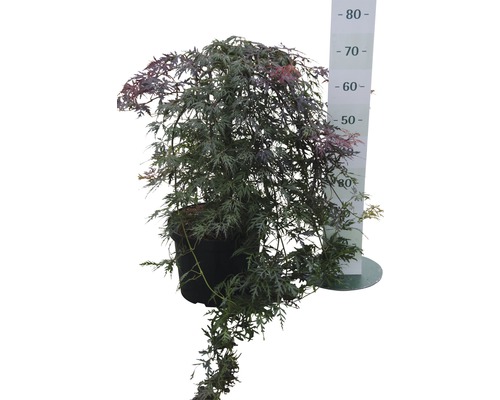 Japanse esdoorn in pot