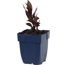 Planten in pot