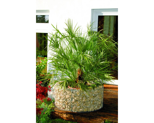 Hennep palmboom in een schanskorf plantenbak buitenshuis