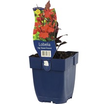 Lobelia ''Queen Victoria'' plant in pot