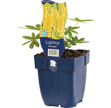 Gele Lupine ''Chandelier'' in pot