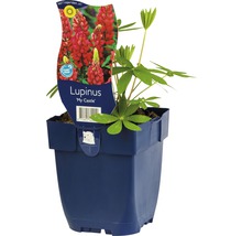Lupine ''My Castle'' in pot