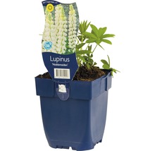 Lupine ''Noble Maiden'' in pot