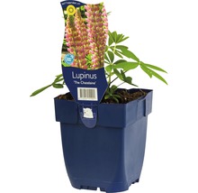 Lupine ''The Chatelaine'' in pot