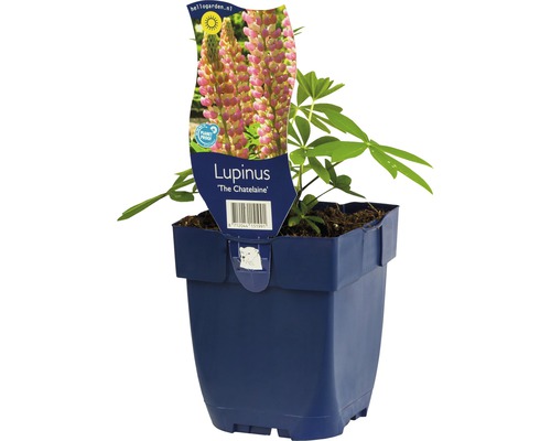 FLORASELF Lupine Lupinus hybriden Ø 11 cm