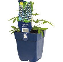 Lupine ''The Governor'' in pot