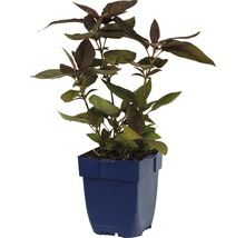 Amarantplant in een pot
