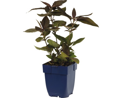 Amarantplant in een pot