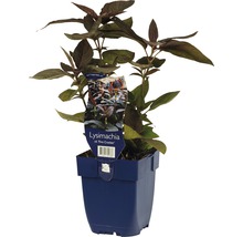 Lysimachia Firecracker in een pot