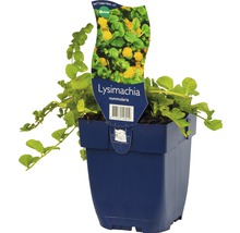 Kruipend Jenny in pot
