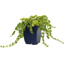 Hangplant in een plantenbak