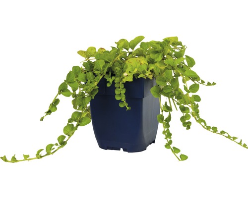 Hangplant in een plantenbak