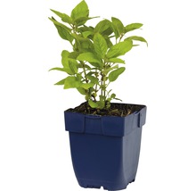 Basilicumplant in pot