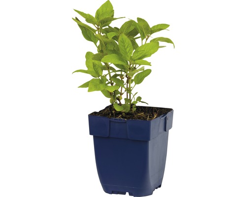 Basilicumplant in pot