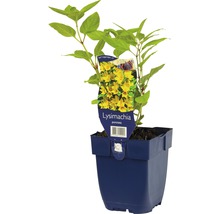 Puntwederik plant in pot