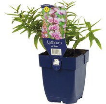 Kattestaart ''Blush'' in pot