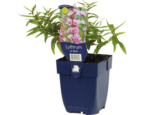 Kattestaart ''Blush'' in pot