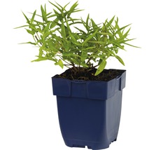 Plant in pot
