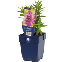 Kattestaart in pot