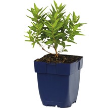Bloeiende plant in pot