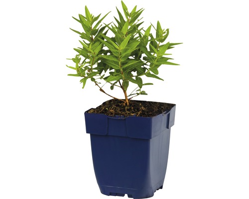 Bloeiende plant in pot