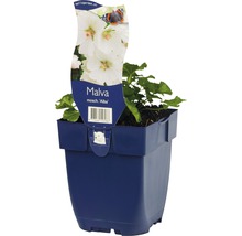 Malva ''Alba'' in pot