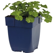 Geranium in pot