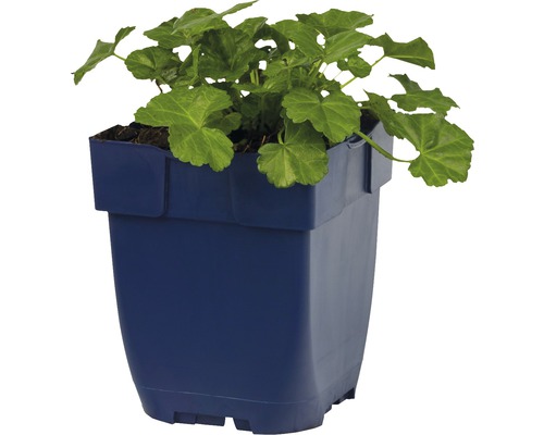 Geranium in pot