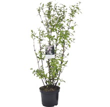 FLORASELF Bruidsbloem Deutzia 'Mont Rose' potmaat Ø28 cm H 80-100 cm