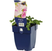 Muskuskaasjeskruid in blauwe pot