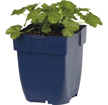 Geranium in een plantenbak