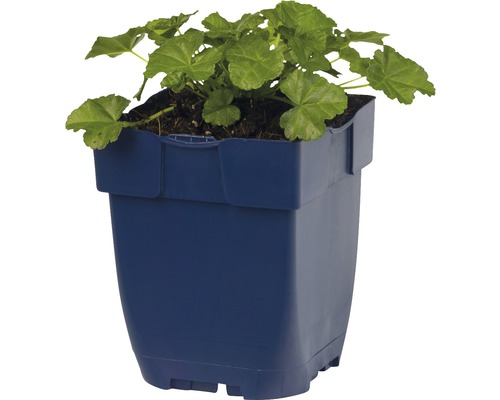 Geranium in een plantenbak