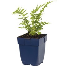 Kamerplant sierasperge in pot