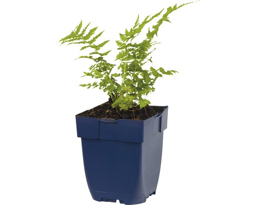 Kamerplant sierasperge in pot