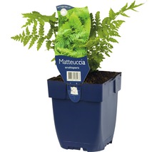 Struisvaren plant in pot