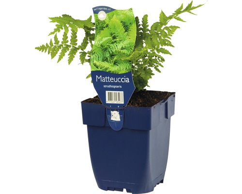 Struisvaren plant in pot